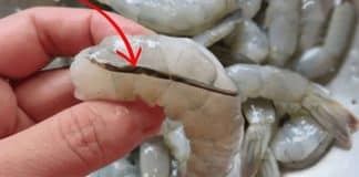 Se você já comeu camarão com a veia preta sem tirar, precisa saber o que aconteceu dentro do seu corpo