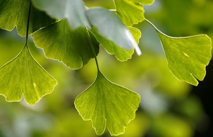 contioutra.com - Evite ataque card&iacute;aco, trombose e derrame: 7 alimentos que destroem os co&aacute;gulos sangu&iacute;neos. O #4 &eacute; vital!