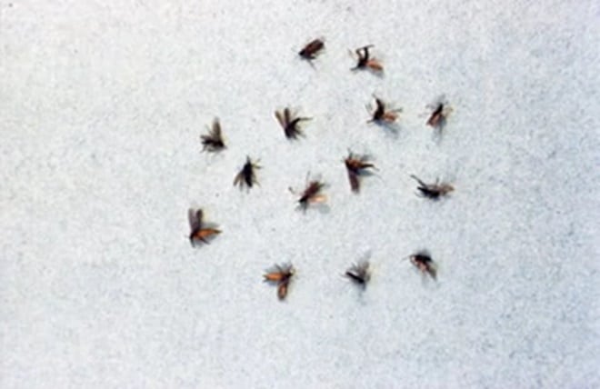 contioutra.com - Se esse mosquito suspeito aparecer na sua casa... voc&ecirc; pode estar ignorando um sinal importante dentro da sua casa