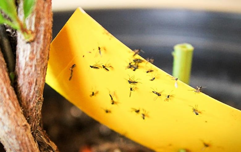 contioutra.com - Se esse mosquito suspeito aparecer na sua casa... voc&ecirc; pode estar ignorando um sinal importante dentro da sua casa
