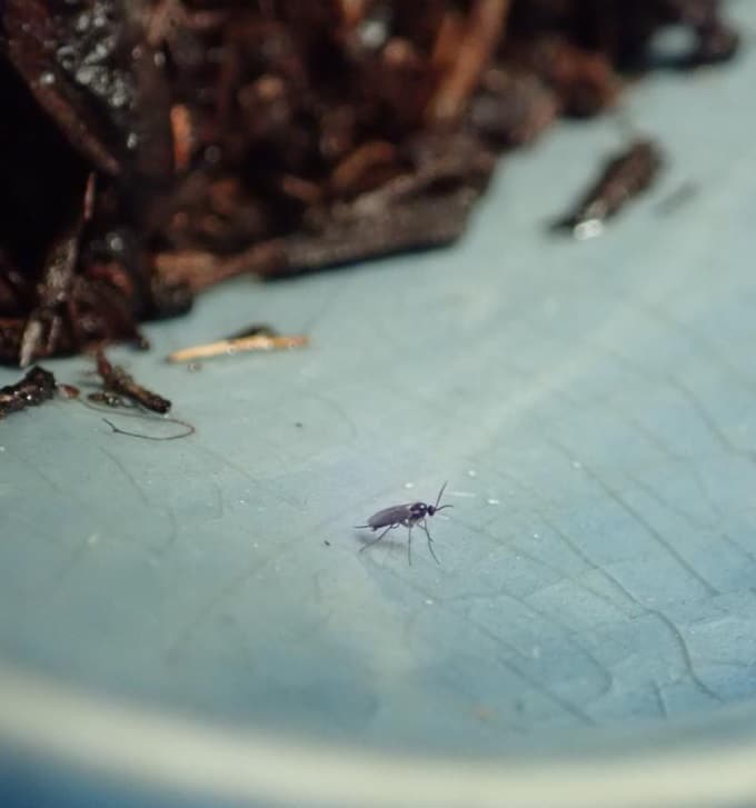 contioutra.com - Se esse mosquito suspeito aparecer na sua casa... voc&ecirc; pode estar ignorando um sinal importante dentro da sua casa