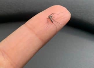 Se esse mosquito suspeito aparecer na sua casa… você pode estar ignorando um sinal importante dentro da sua casa