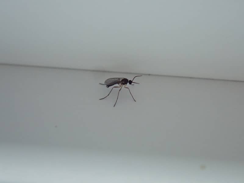 contioutra.com - Se esse mosquito suspeito aparecer na sua casa... voc&ecirc; pode estar ignorando um sinal importante dentro da sua casa