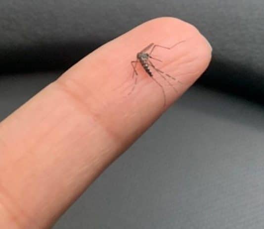 Se esse mosquito suspeito aparecer na sua casa… você pode estar ignorando um sinal importante dentro da sua casa inseto suspeito em casa