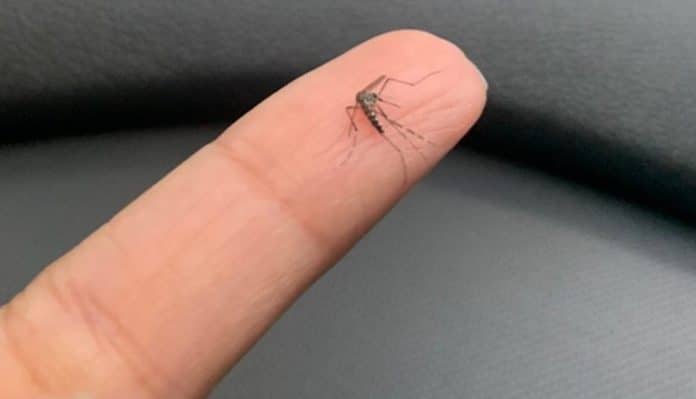 Se esse mosquito suspeito aparecer na sua casa… você pode estar ignorando um sinal importante dentro da sua casa