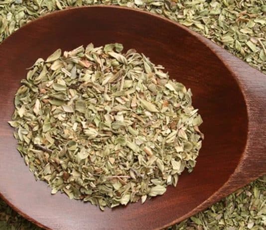 oregano planta poderosa