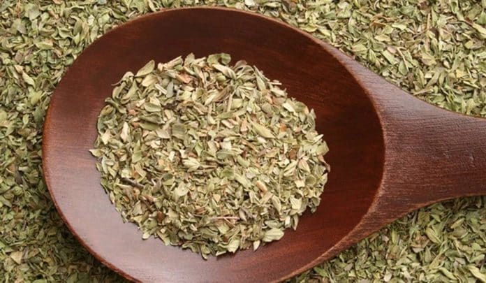 A erva que muita gente tem em casa pode ajudar contra fungos, bactérias e dores inflamatórias