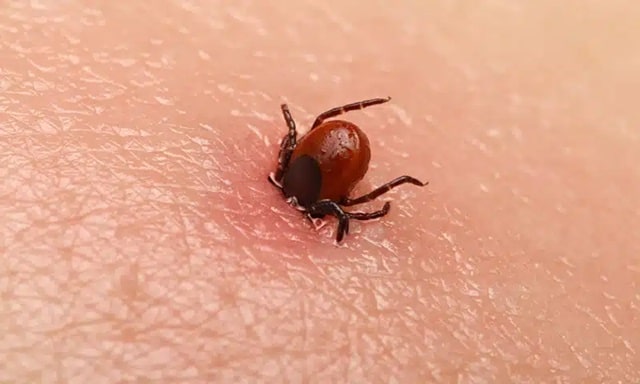 Se você viu esse bicho no chão, na cama ou no pet, é melhor saber o que fazer agora contioutra.com - Se você viu esse bicho no chão, na cama ou no pet, é melhor saber o que fazer agora