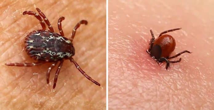 carrapato cuidados casa Se você viu esse bicho no chão, na cama ou no pet, é melhor saber o que fazer agora