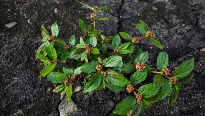 Uma única folha desta planta pode valer ouro quando você sabe identificar e usar direito