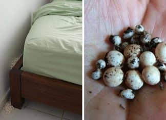 Pareciam ovos de algum animal, mas as bolinhas brancas perto da cama escondiam outra explicação