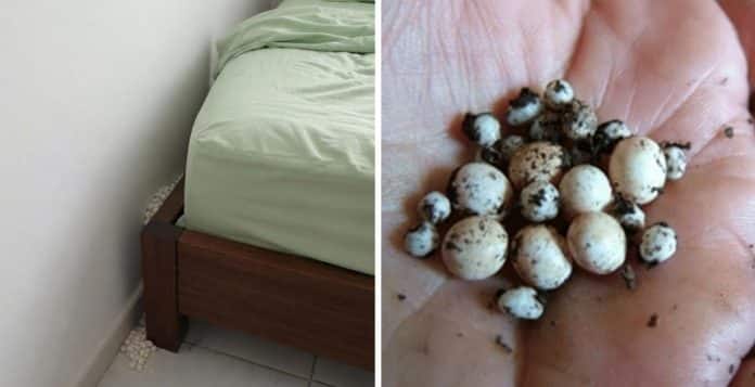Pareciam ovos de algum animal, mas as bolinhas brancas perto da cama escondiam outra explicação
