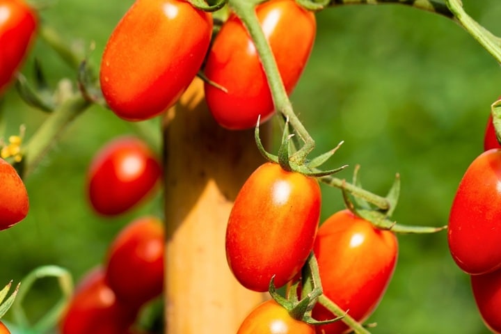 contioutra.com - Ele tirou sementes de tomate de dois hamb&uacute;rgueres do McDonald&rsquo;s e plantou. 3 meses depois...