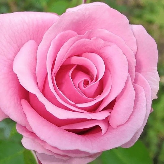 contioutra.com - Qual flor chama sua aten&ccedil;&atilde;o primeiro? A resposta pode revelar tra&ccedil;os curiosos da sua personalidade