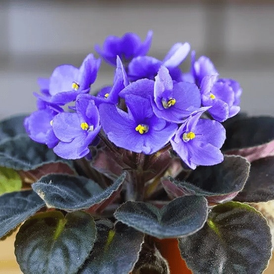 contioutra.com - Qual flor chama sua aten&ccedil;&atilde;o primeiro? A resposta pode revelar tra&ccedil;os curiosos da sua personalidade