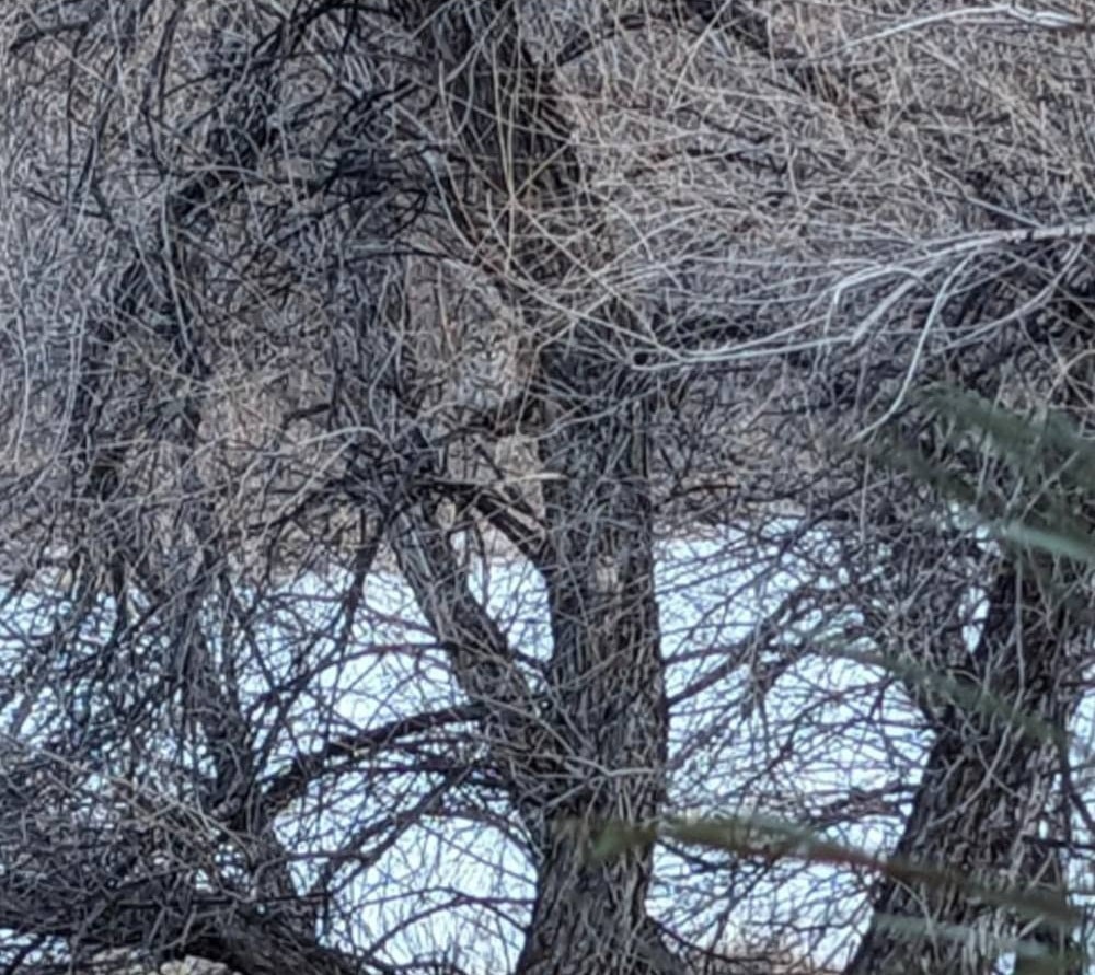 contioutra.com - S&oacute; quem tem olhos de &aacute;guia consegue encontrar o lince escondido na imagem