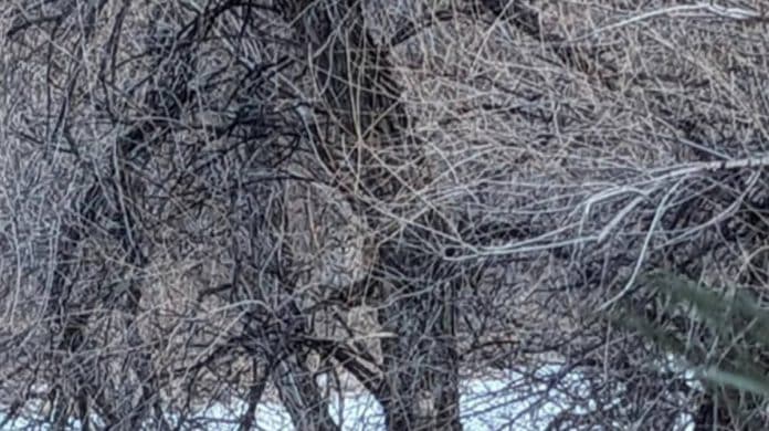 Só quem tem olhos de águia consegue encontrar o lince escondido na imagem