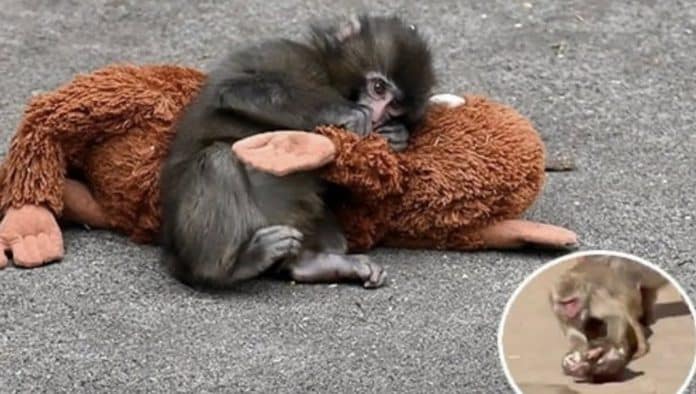 O zoológico do macaco “Punch” responde às acusações de que ele sofre assédio constante