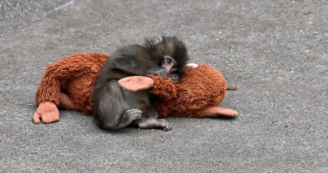 contioutra.com - O zool&oacute;gico do macaco &ldquo;Punch&rdquo; responde &agrave;s acusa&ccedil;&otilde;es de que ele sofre ass&eacute;dio constante