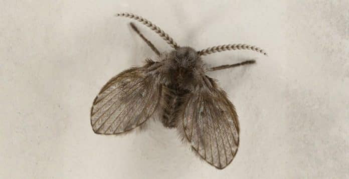 Banheiro limpo e mosquinhas aparecendo? A explicação está em uma parte de lá que você não enxerga