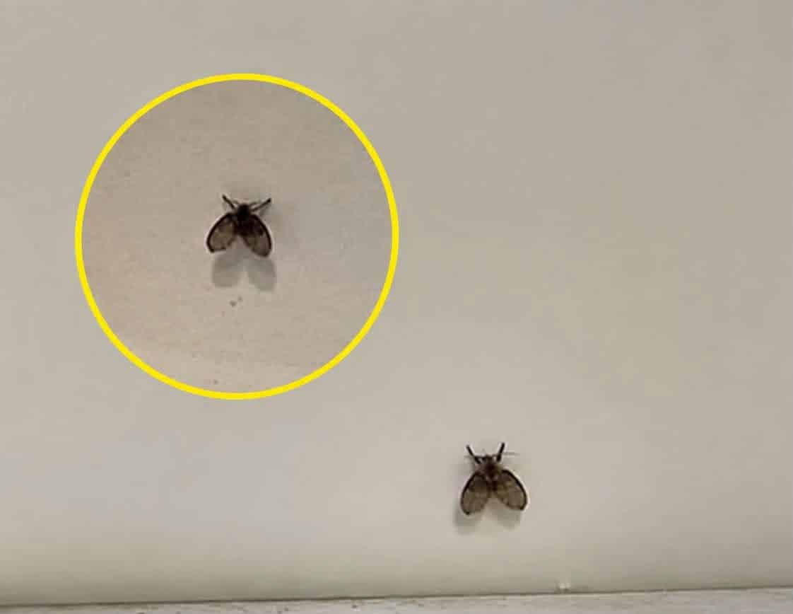 contioutra.com - Banheiro limpo e mosquinhas aparecendo? A explica&ccedil;&atilde;o est&aacute; em uma parte de l&aacute; que voc&ecirc; n&atilde;o enxerga