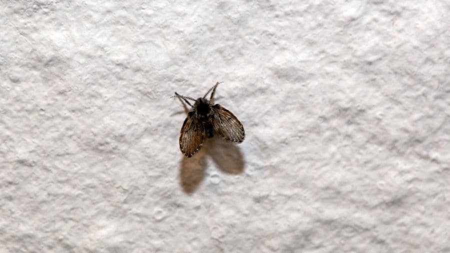 contioutra.com - Banheiro limpo e mosquinhas aparecendo? A explica&ccedil;&atilde;o est&aacute; em uma parte de l&aacute; que voc&ecirc; n&atilde;o enxerga