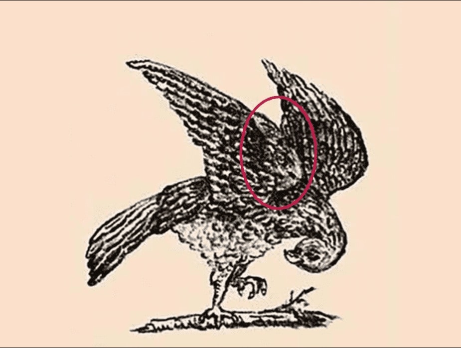 contioutra.com - TESTE DE INTELECTO: Um falc&atilde;o aparece nesta imagem, mas h&aacute; outro animal escondido que nem todo mundo percebe