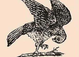 TESTE DE INTELECTO: Um falcão aparece nesta imagem, mas há outro animal escondido que nem todo mundo percebe