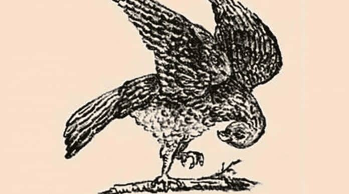 TESTE DE INTELECTO: Um falcão aparece nesta imagem, mas há outro animal escondido que nem todo mundo percebe