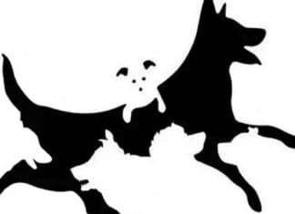 Quantos cães aparecem nesta imagem? Sua resposta corresponde a uma faixa de idade mental neste teste