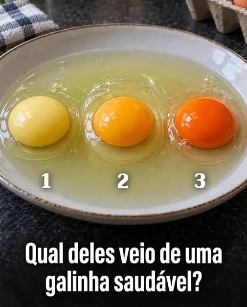 contioutra.com - Pensava que a gema alaranjada indicava uma galinha mais saud&aacute;vel? A verdade &eacute; outra
